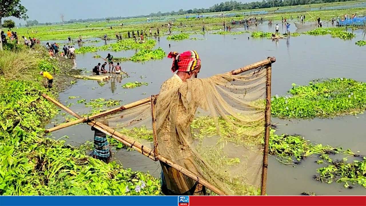 বুড়ির বাঁধে মাছ শিকারের উৎসবে মেতেছে ঠাকুরগাঁওবাসী
