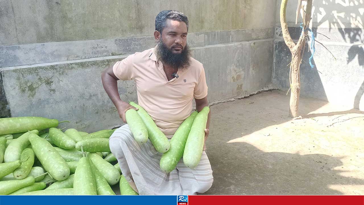 এক হাজার লাউ বেচেও মিলছে না এক কেজি গরুর মাংস!