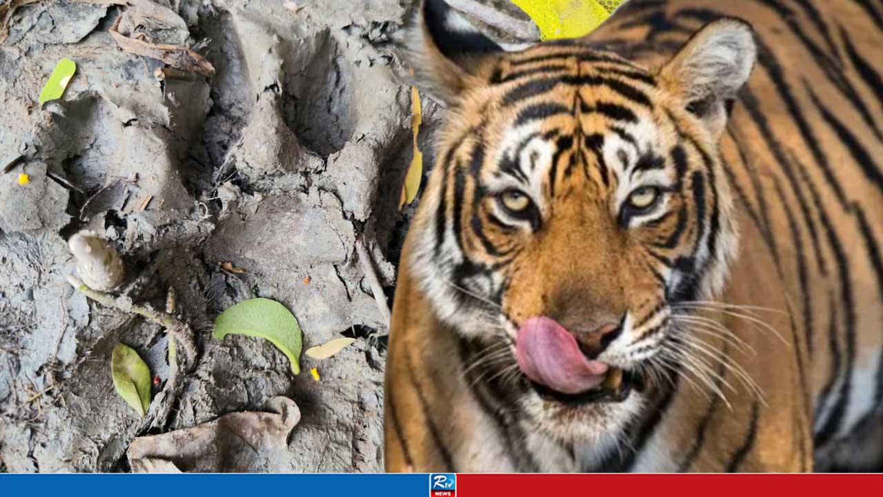 সুন্দরবনসংলগ্ন ৩ গ্রামে বাঘ আতংক, রাত জেগে চলছে পাহারা