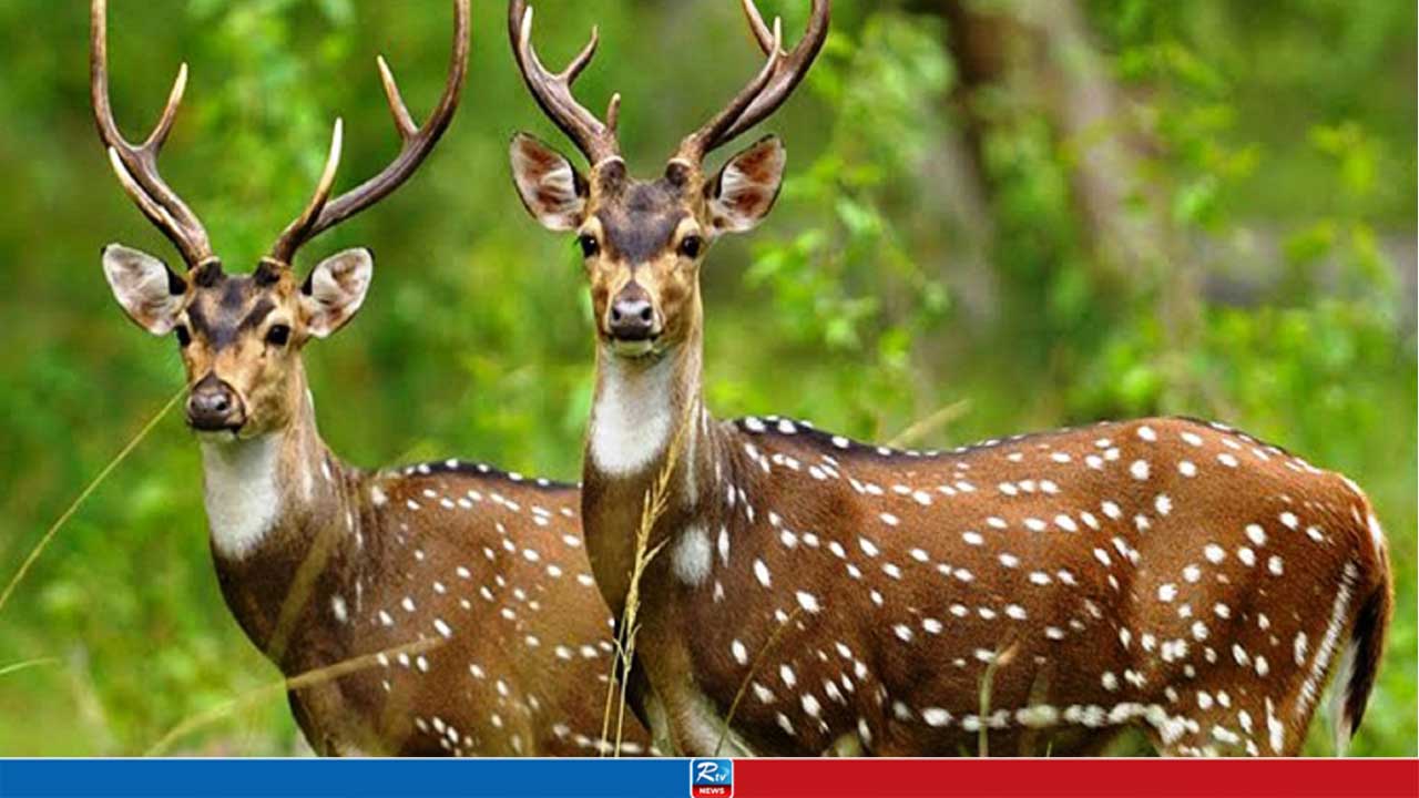 বরগুনায় জবাই করা চিত্রা হরিণ উদ্ধার
