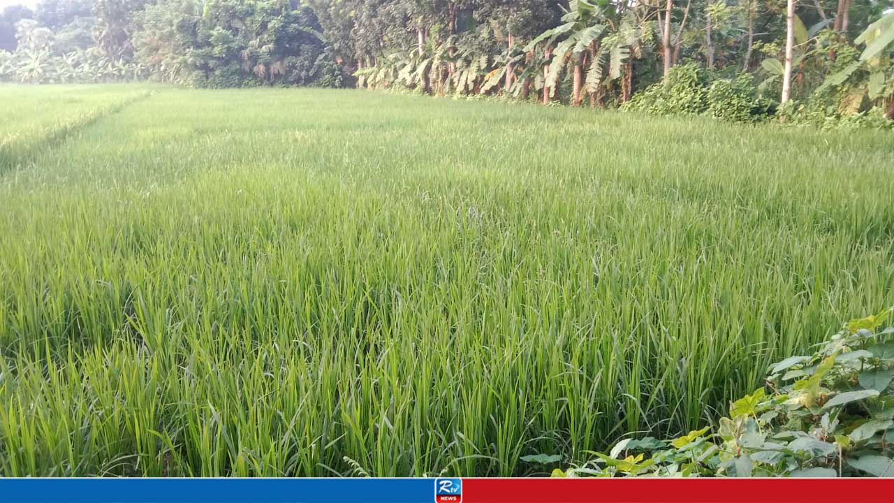 নড়াইলে আমন আবাদে লক্ষ্যমাত্রা ছাড়াল, বাম্পার ফলনের আশা