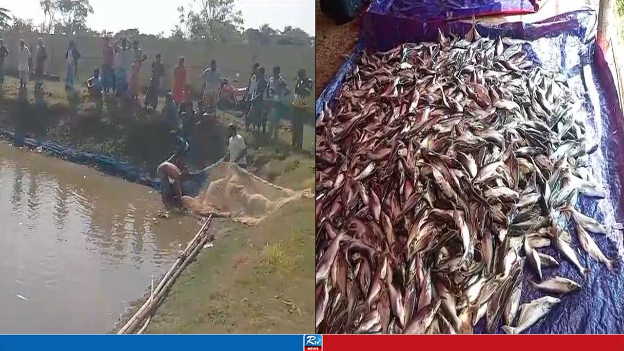 চার বন্ধুর স্বপ্নের খামারে বিষ, ভেঙে গেল সফল হওয়ার স্বপ্ন