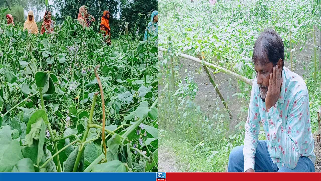 দিনাজপুরে কৃষকের শিমখেতের ৬০০ গাছ কেটে দিল দুর্বৃত্তরা