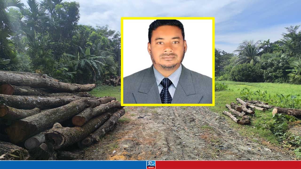 রাস্তার পাশের দুই শতাধিক গাছ সাবাড় করলেন স্কুলশিক্ষক!