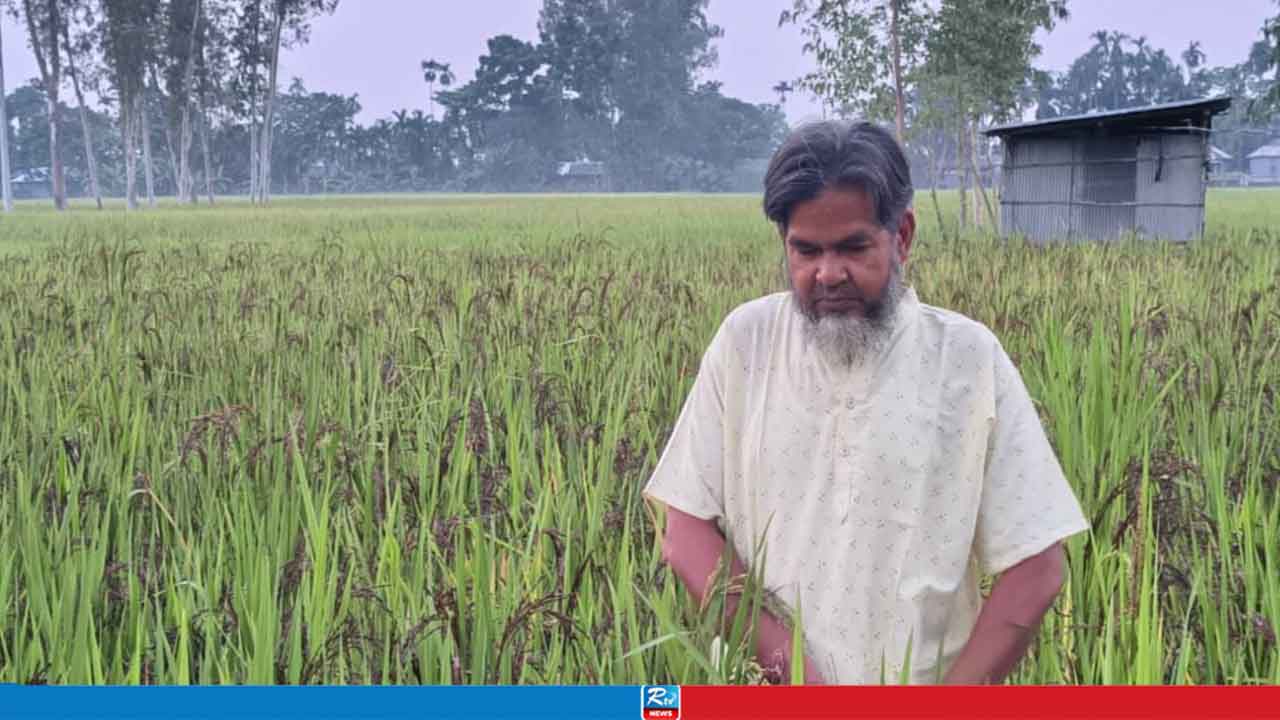 সোনালি ধানের দিন শেষ, কৃষককে বাঁচিয়ে দিতে পারে কালো ধান